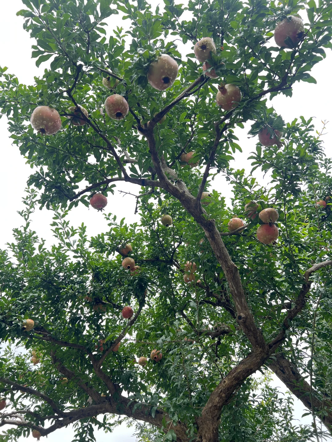 又到了吃石榴的季节了