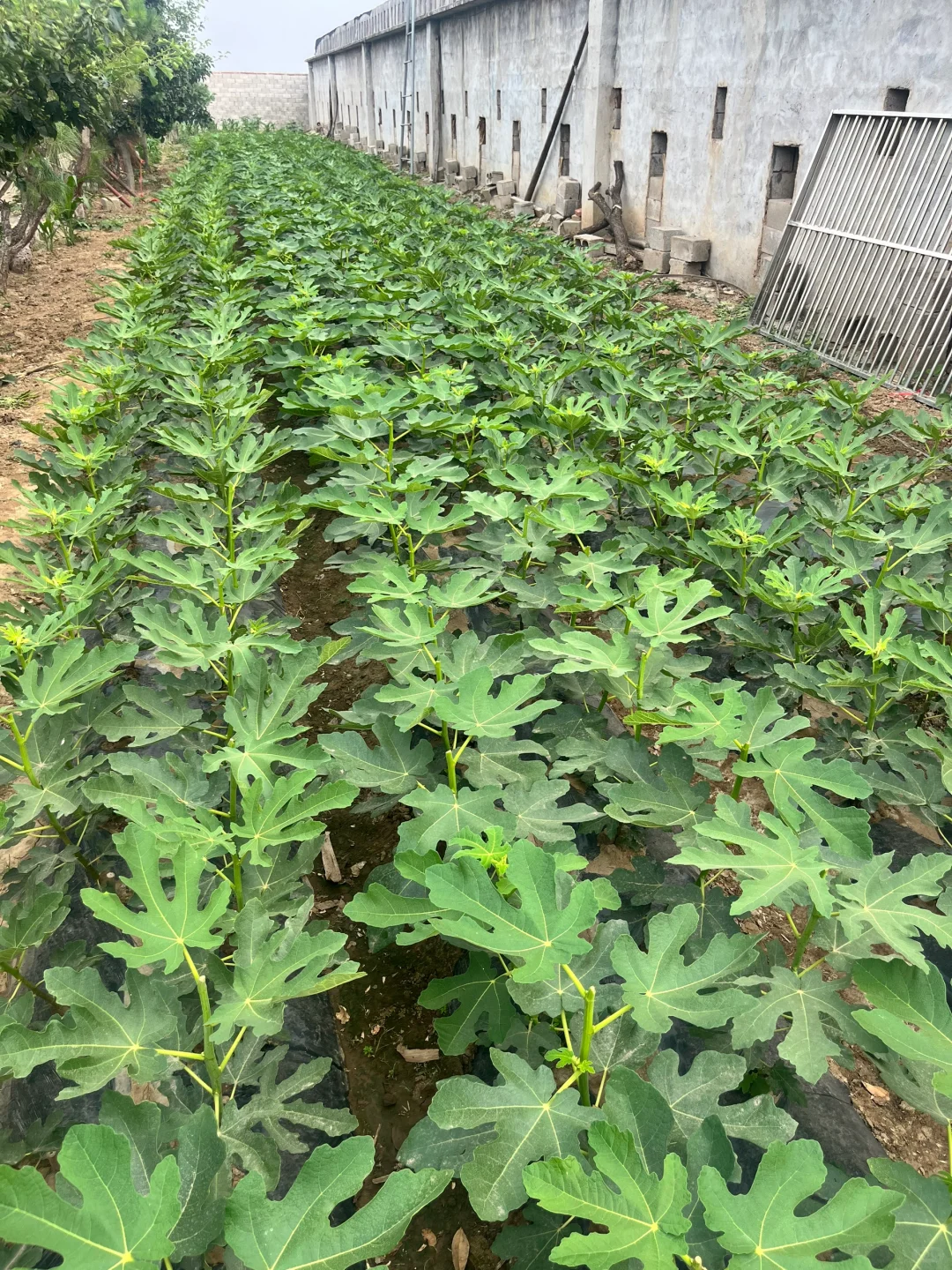 无花果树苗无花果苗