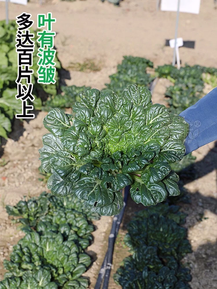 11月种这”越冬四宝”菜，阳台菜园绿意盎然