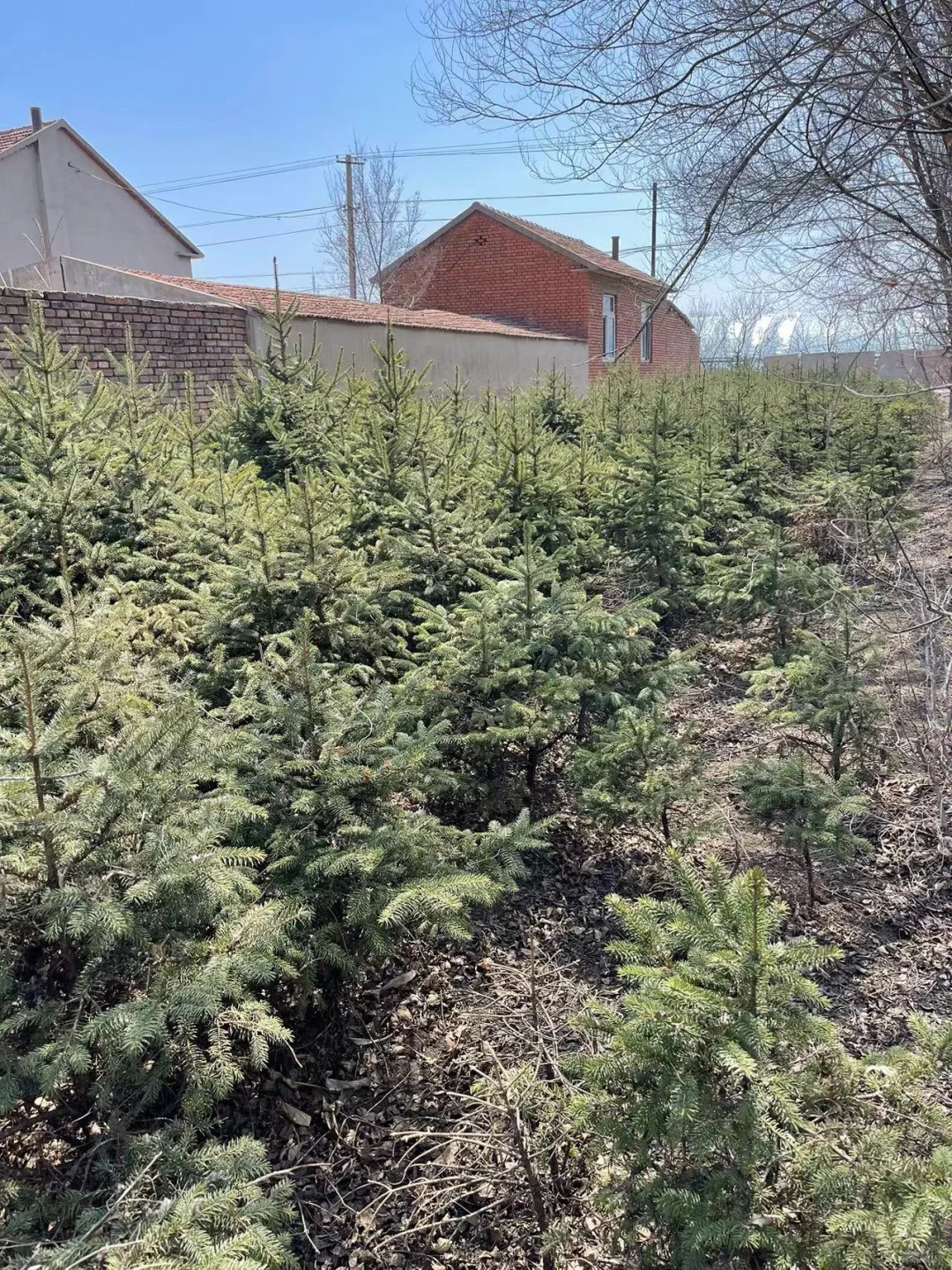 大量出售云杉树1.2米左右 5000颗吉林省