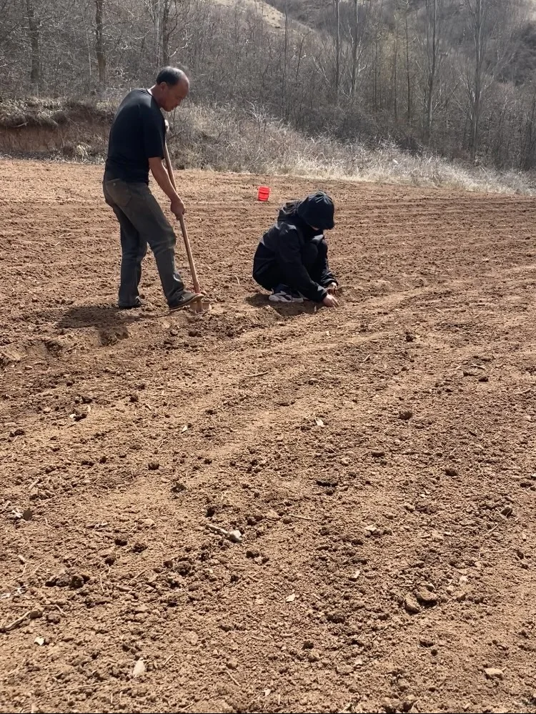 放弃城市offer,回到甘肃农村种药材？