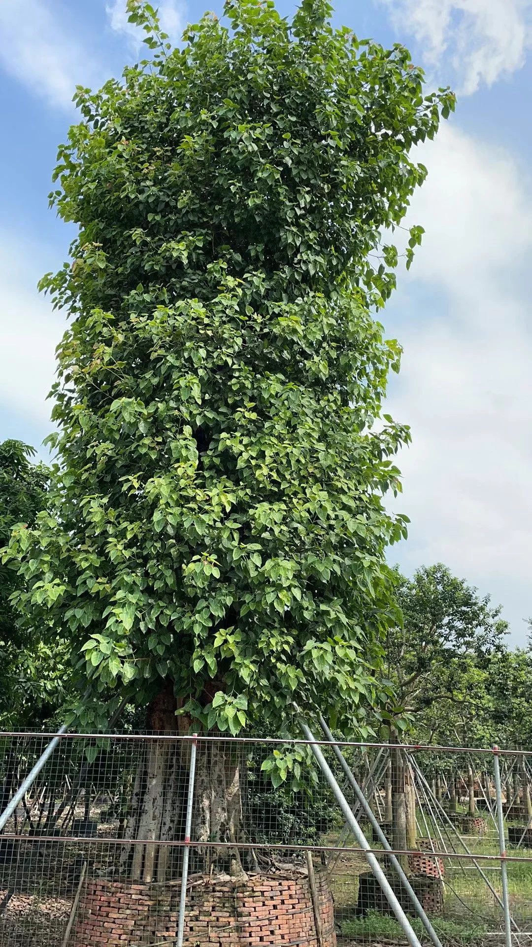 ?【中山园林树苗清仓大甩卖！捡漏速来！！！】