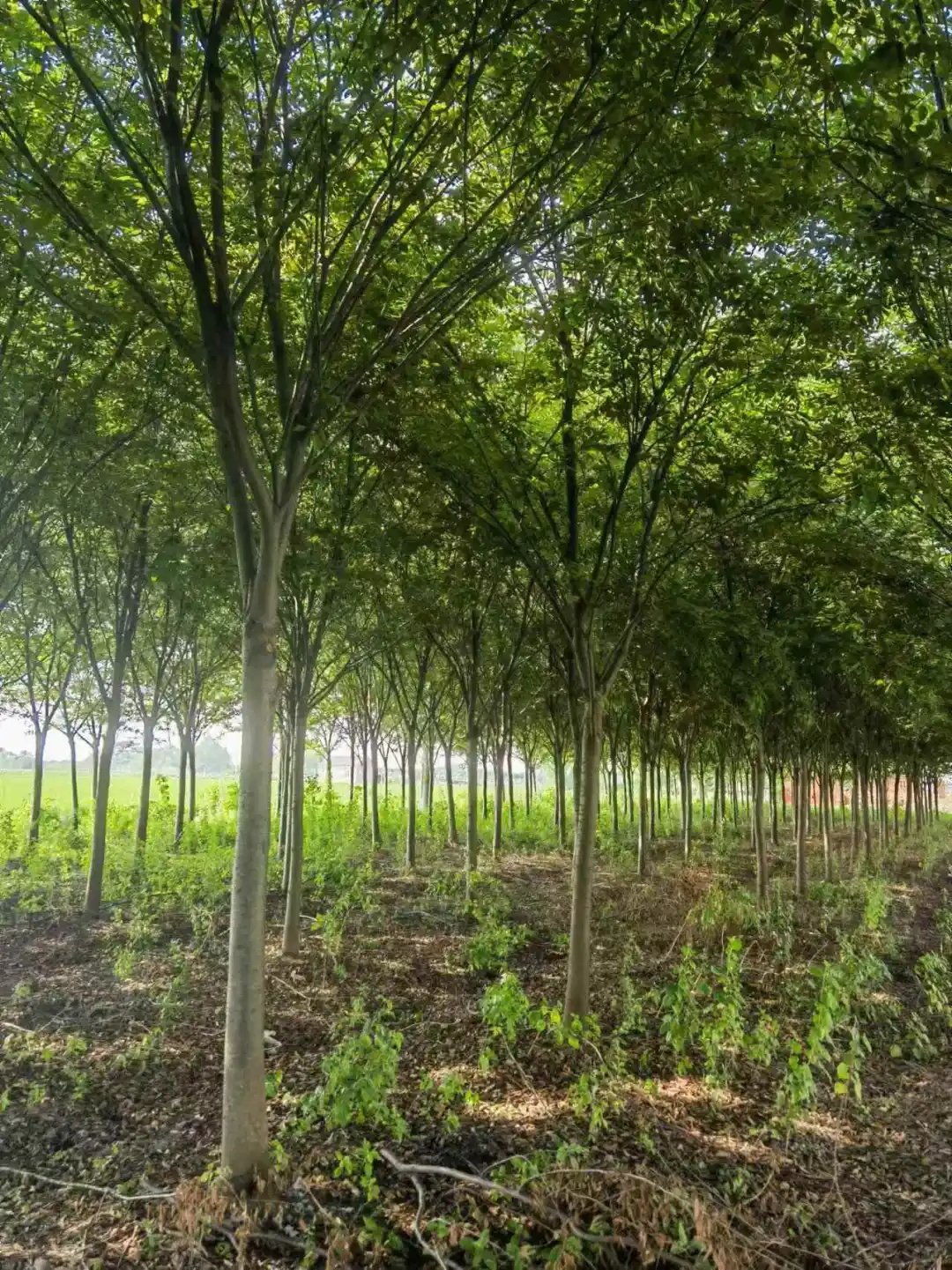 自家红榉树退林还耕急处理，价格实惠！