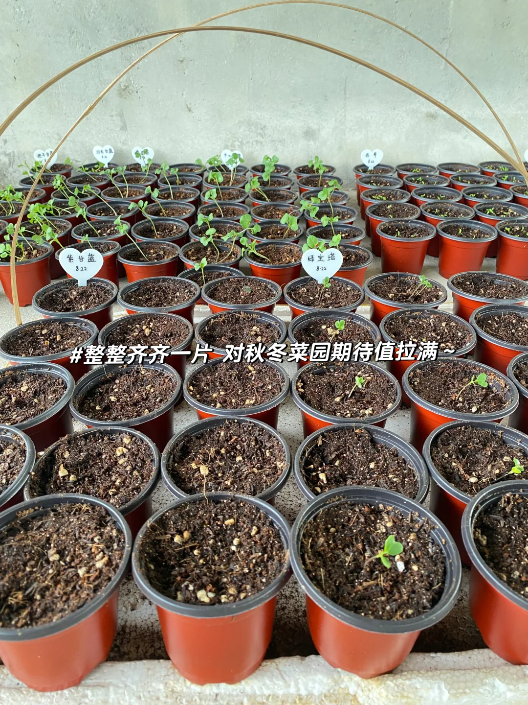 秋播种植记｜报告 秋播的序幕已在8月拉开～?