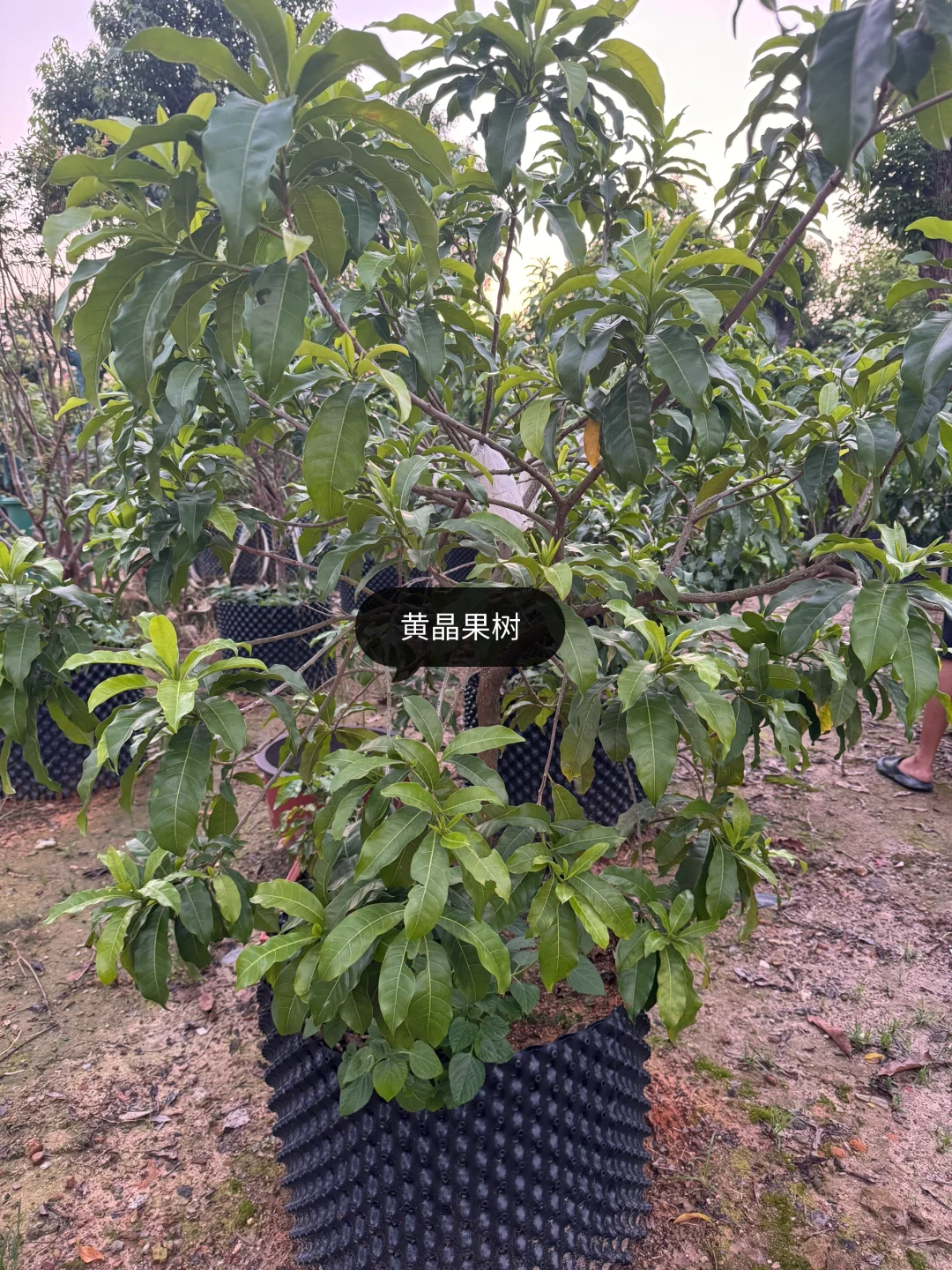 绿化树苗木园林