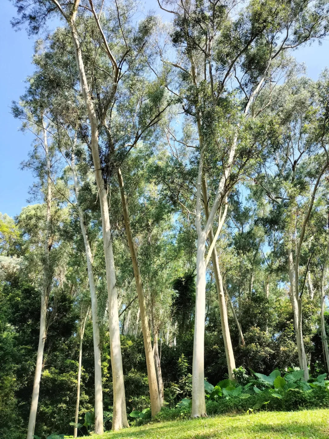 尤加利精油丨天然净化的绿色能量