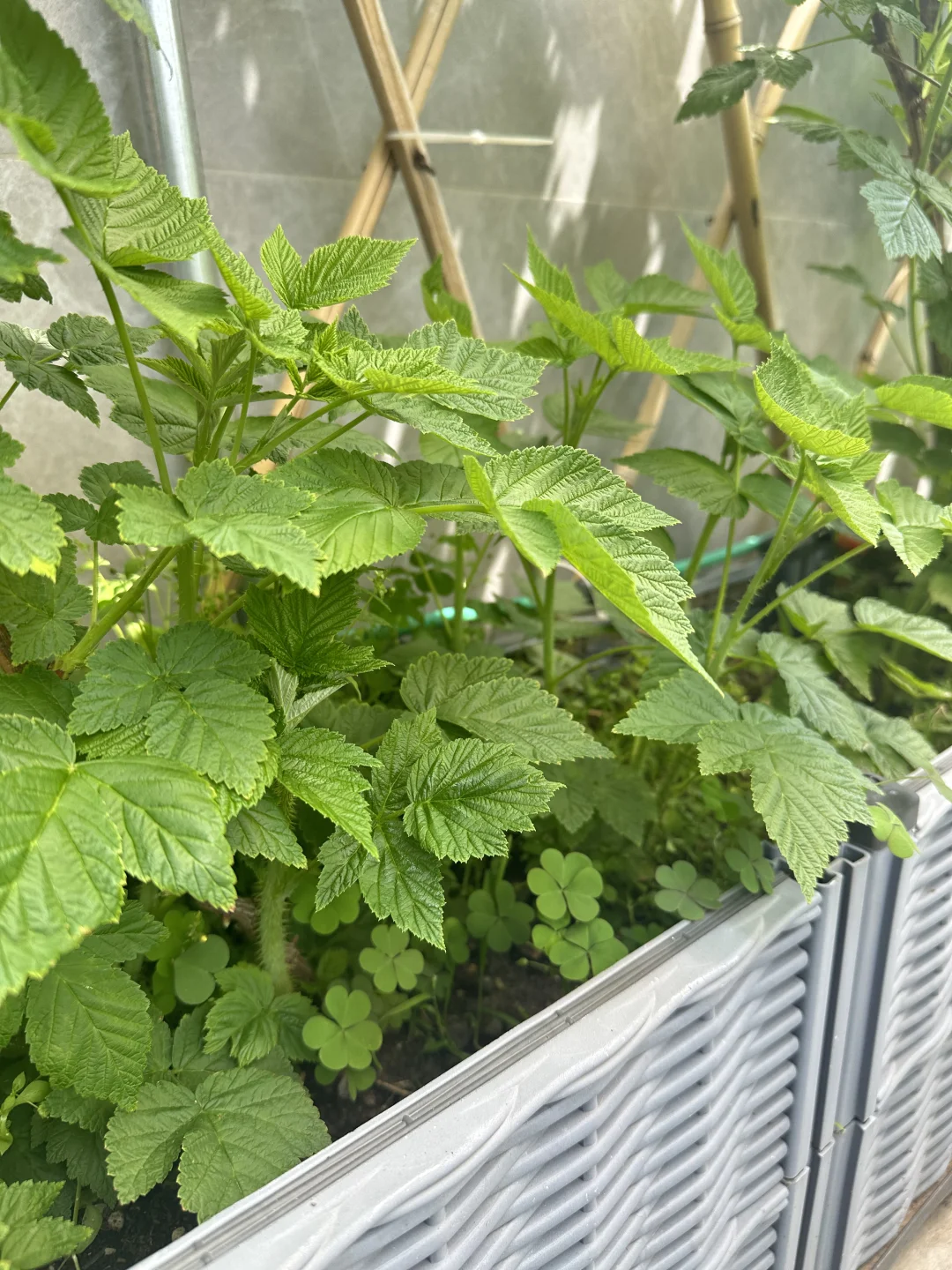 树莓苗免费送粉丝，有人要不？已更新