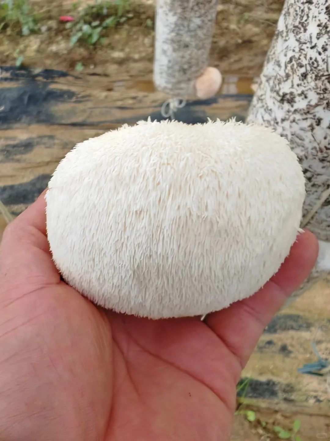 这些年种植菌类的心酸与苦辣，只有其中人懂