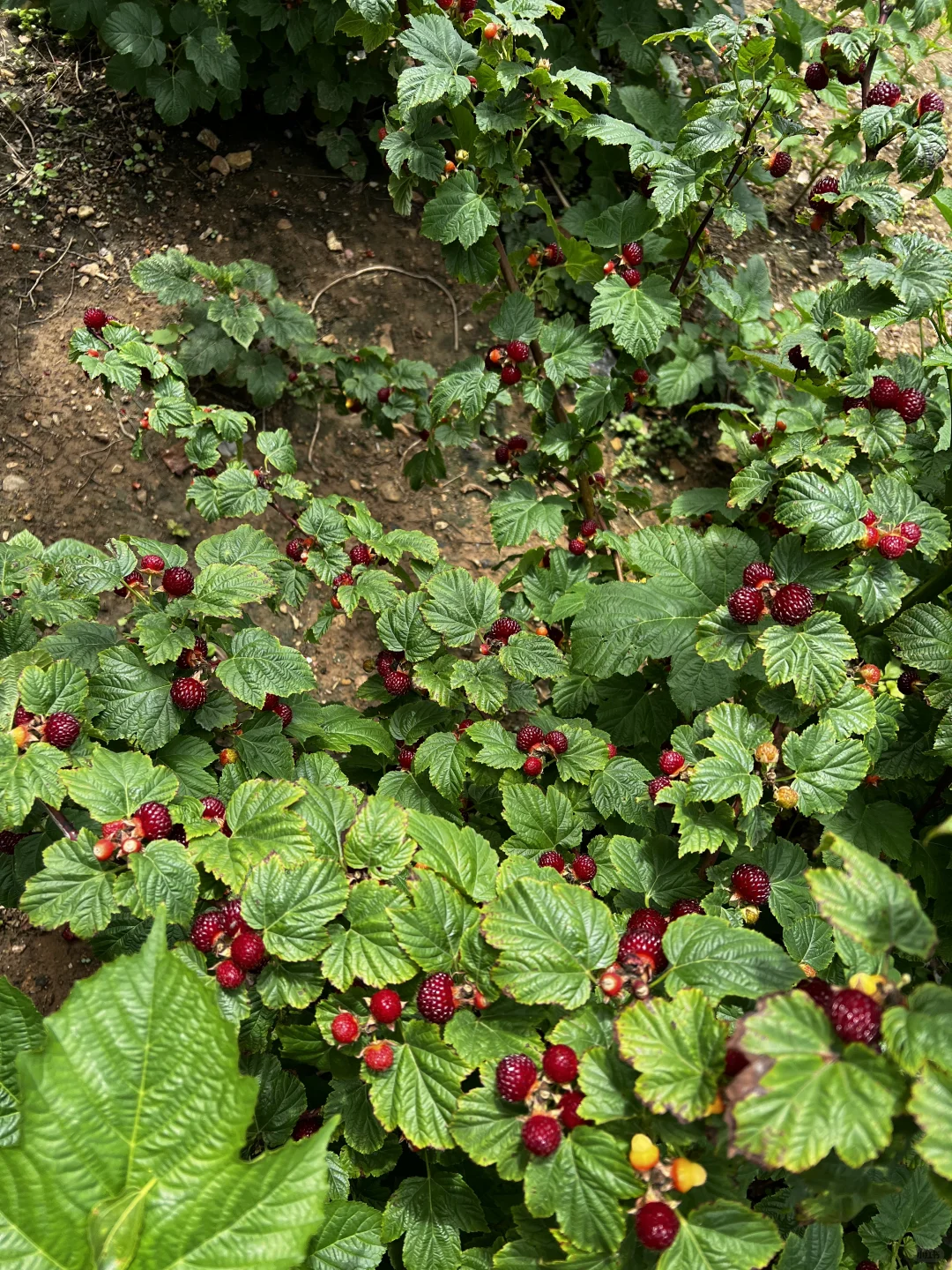 这苗子太懂事了 根根挂满啊 对版红梅树莓苗