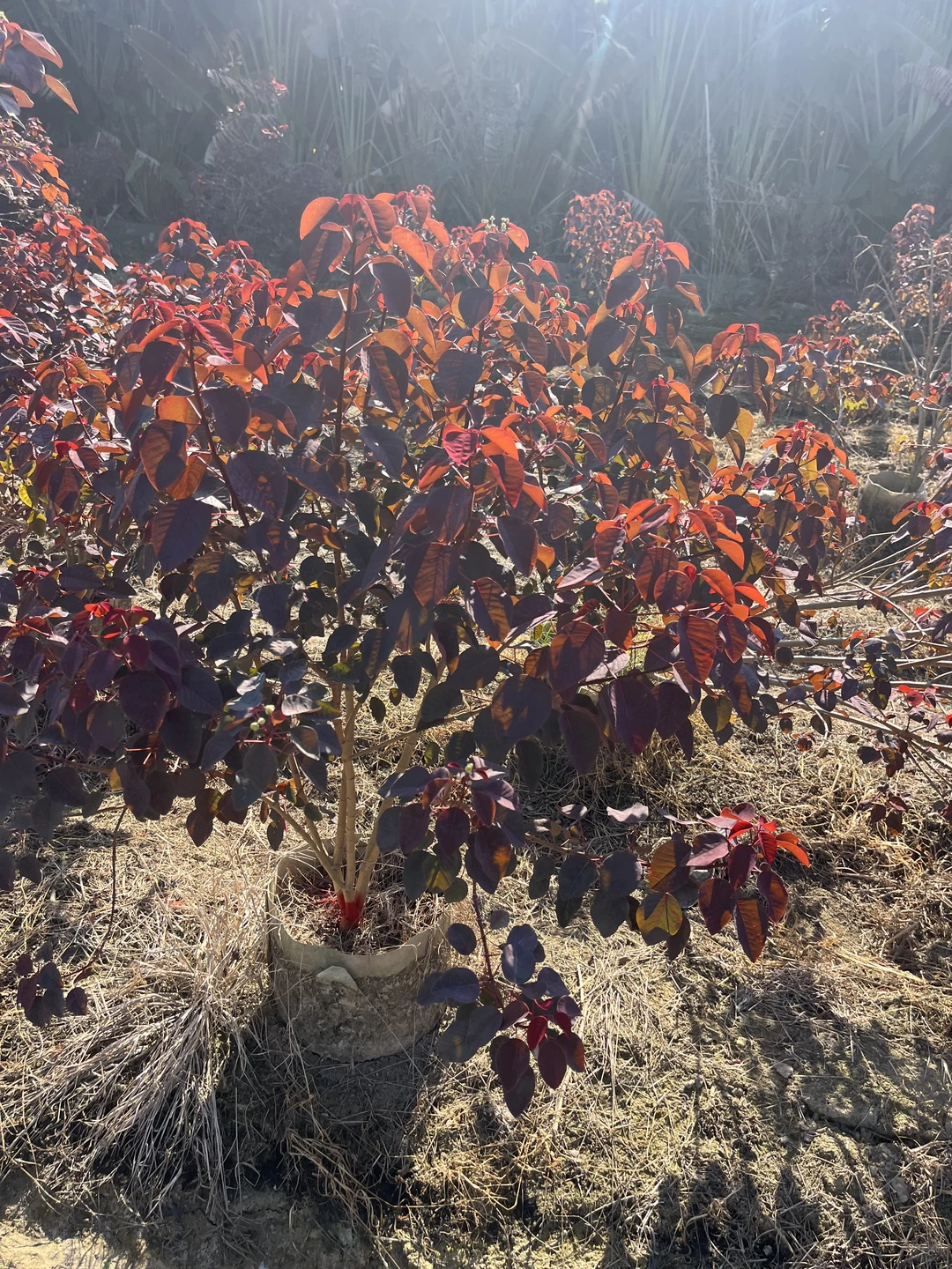 ?被这片“红叶宝藏”狠狠拿捏了！