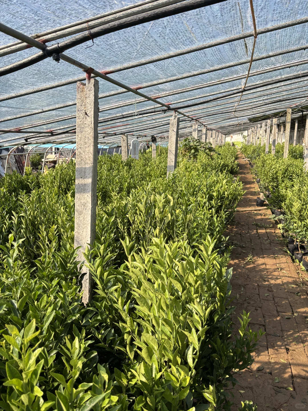 大型橘子树苗培育基地，全部两位数！