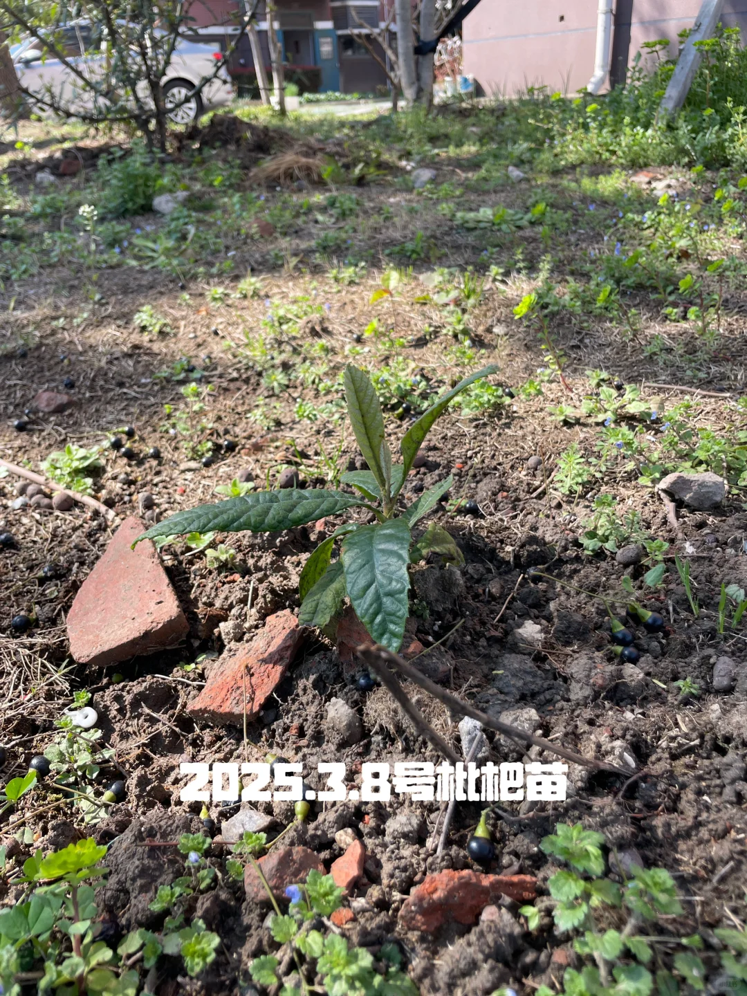 种花的尽头是种果树