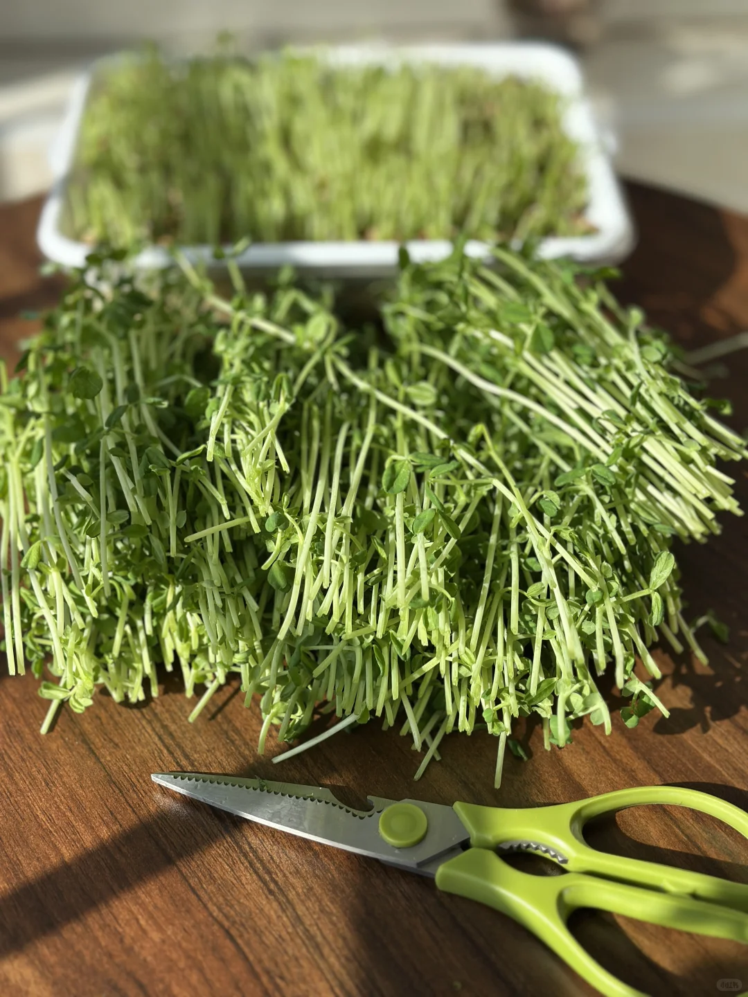 豌豆苗猪肉饺子直接封神！