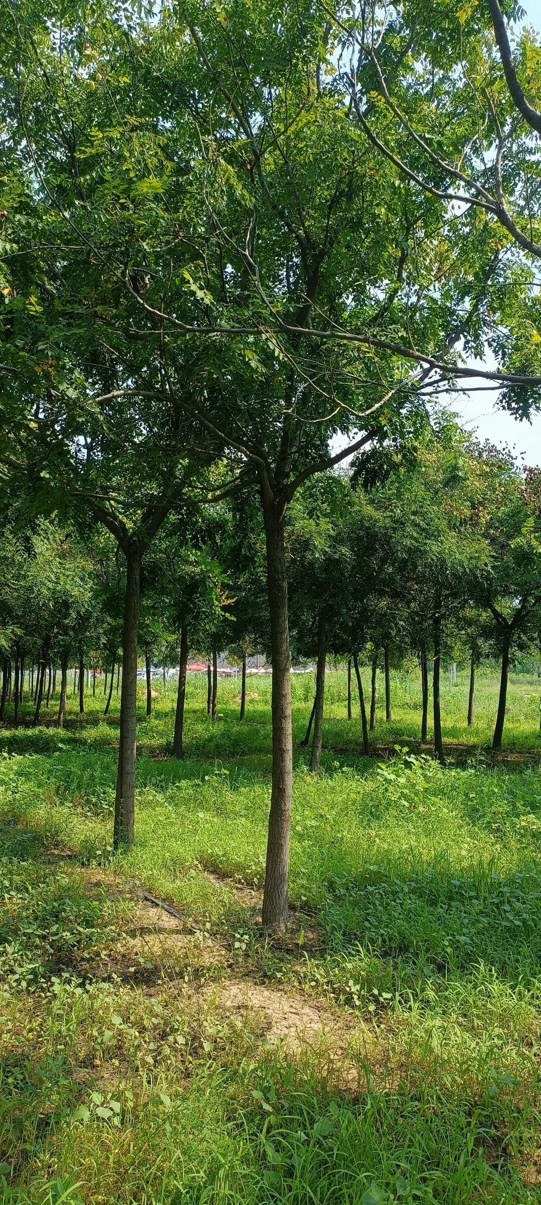 千亩绿化树，绿化苗木