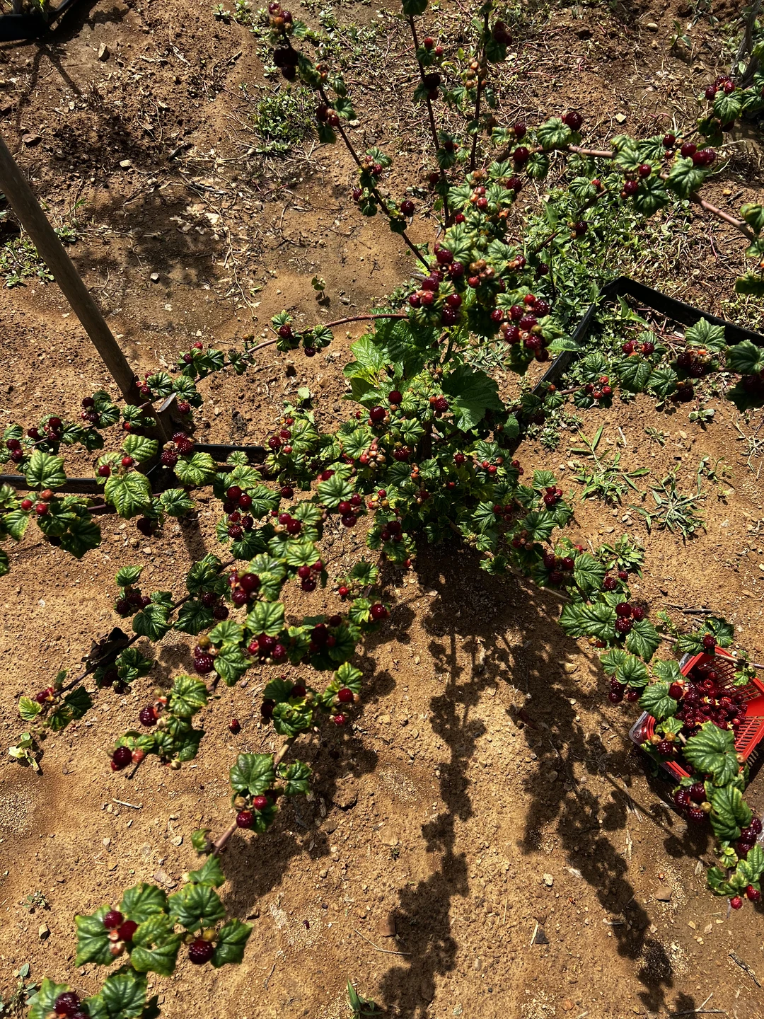 这苗子太懂事了 根根挂满啊 对版红梅树莓苗