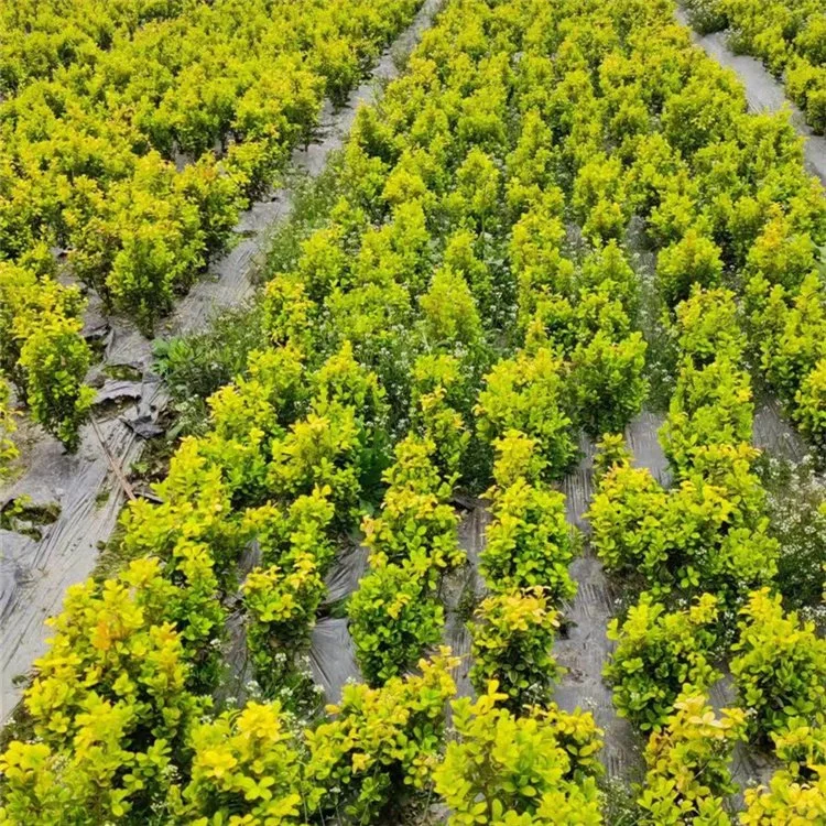 成都苗木基地 本地草花灌木批发，可施工