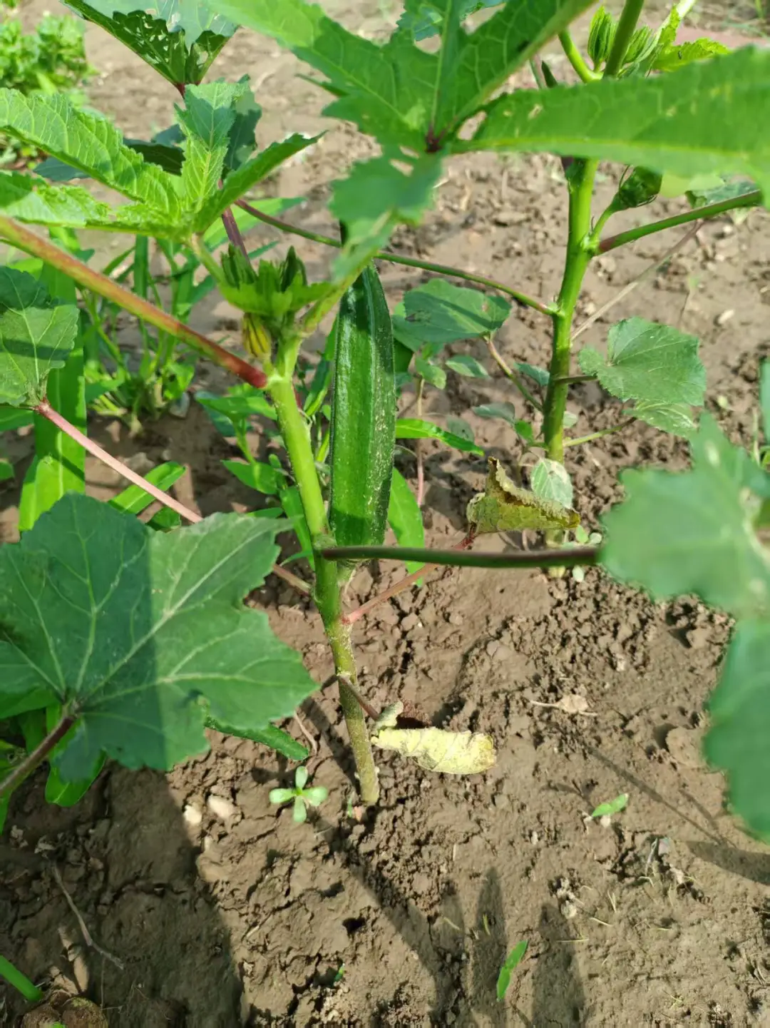 在小小的菜园里库库一顿挖