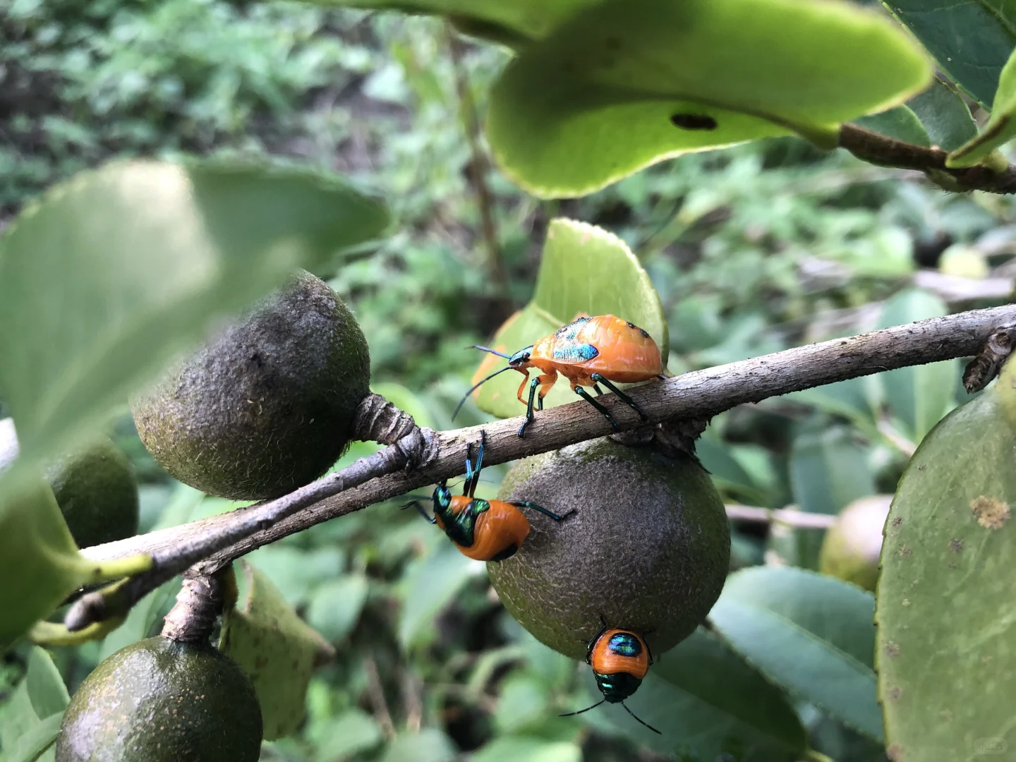 朋友预言成功，我爸爸发财了，种成功油茶树