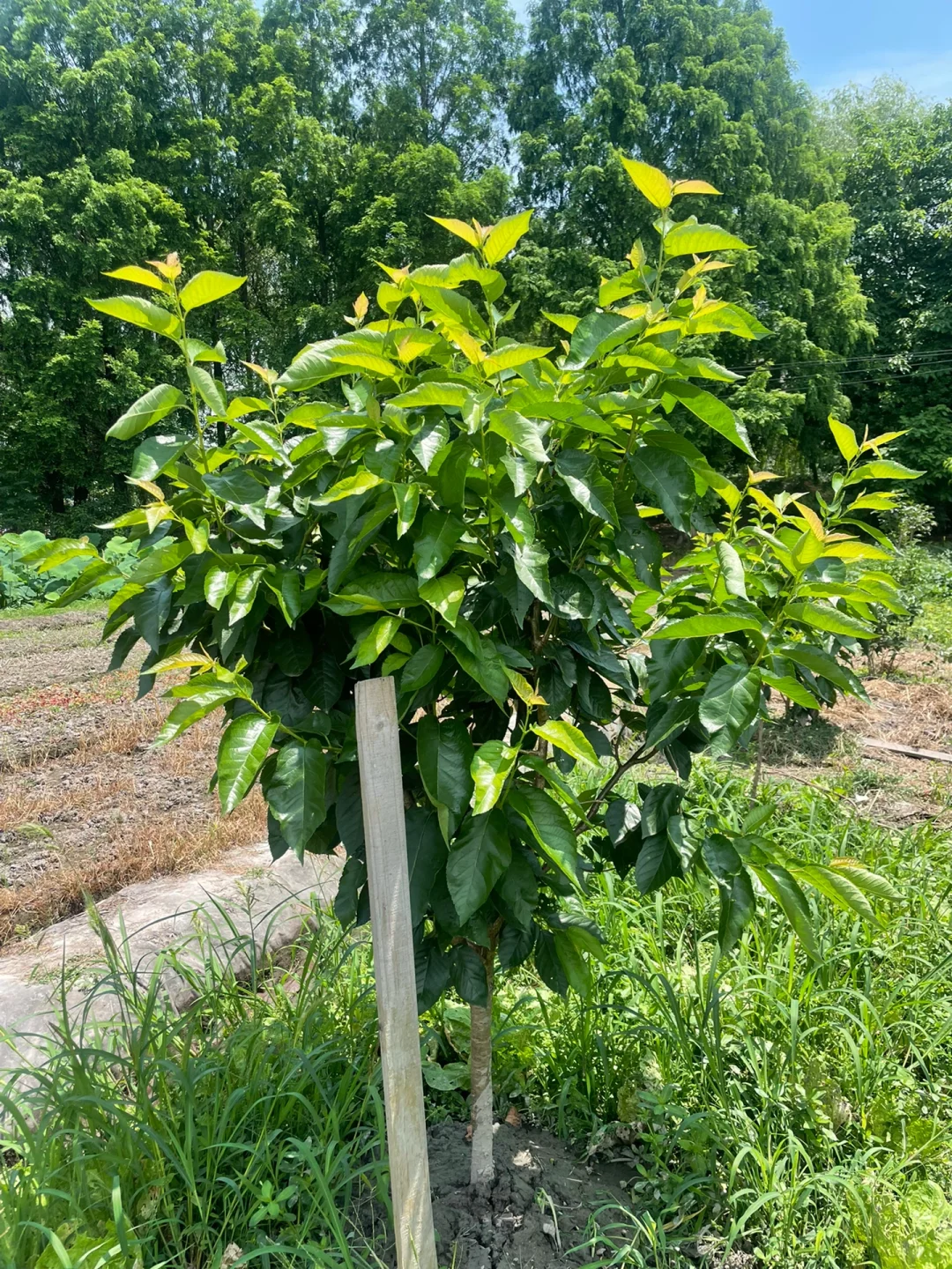 去年冬天买的果树苗都长大了