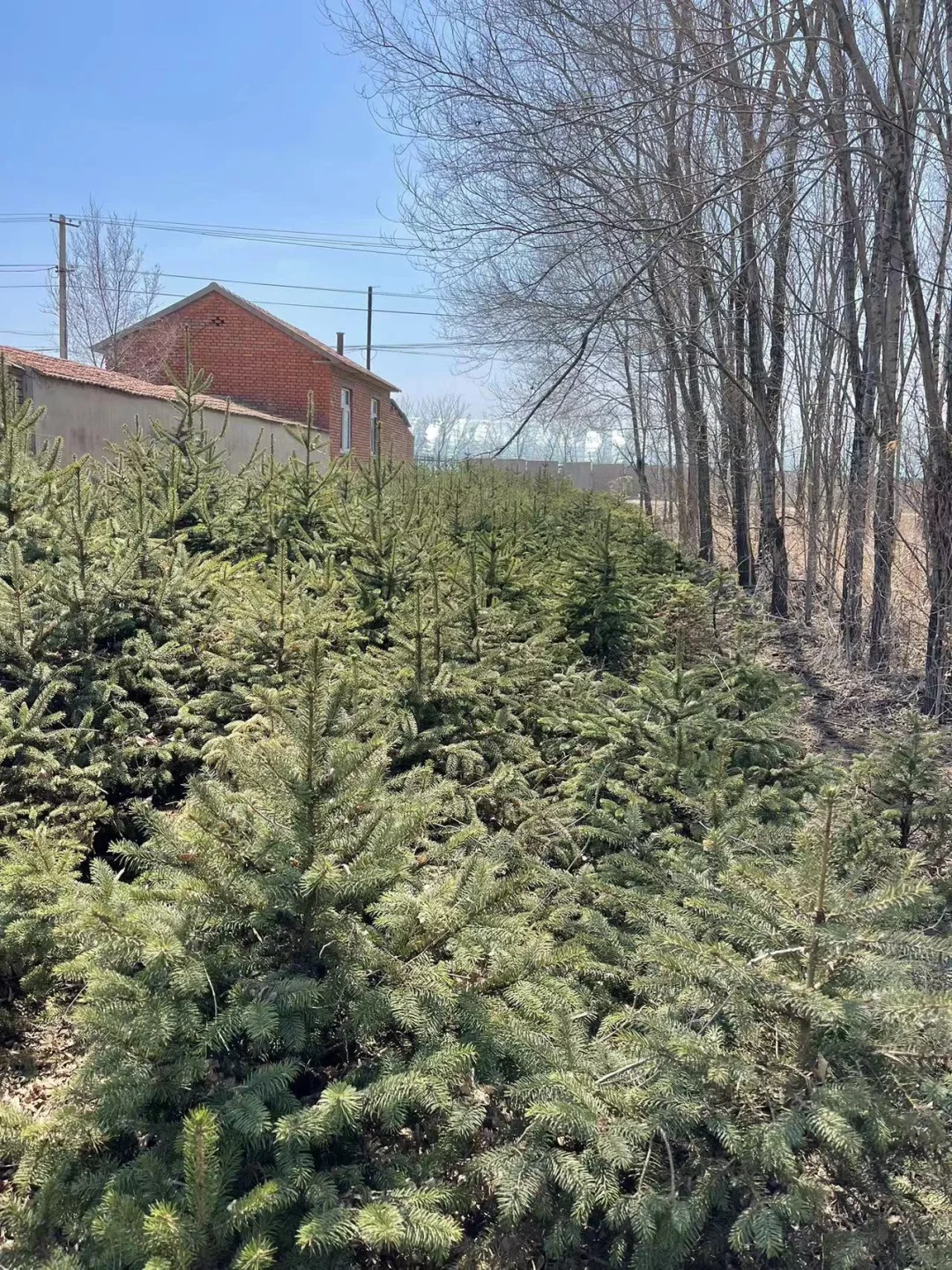 大量出售云杉树1.2米左右 5000颗吉林省