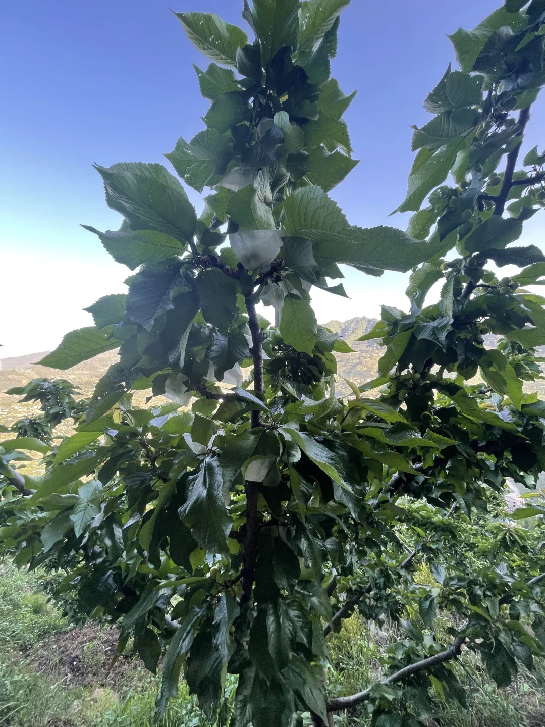 我就不理解 那些卖假车厘子树苗的良心何在