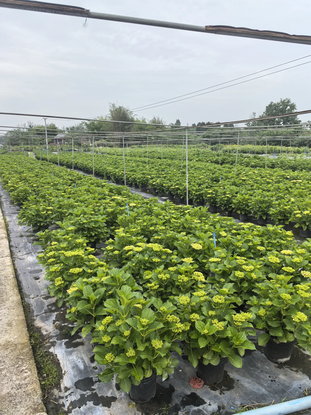 各种绣球、月季