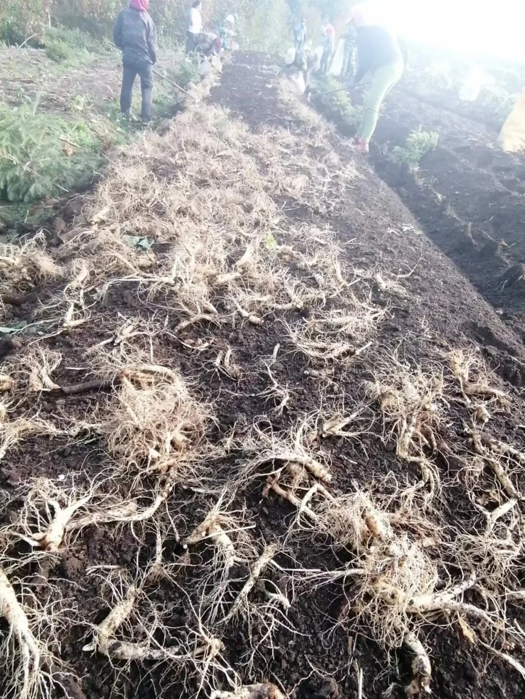 人参秋收啦！！咱来聊聊参农这个行业