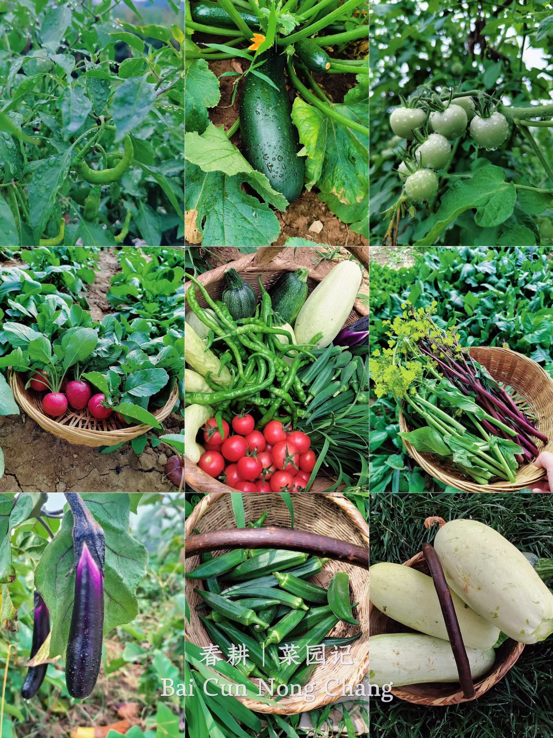 菜园子的治愈瞬间，想看你们种的菜~