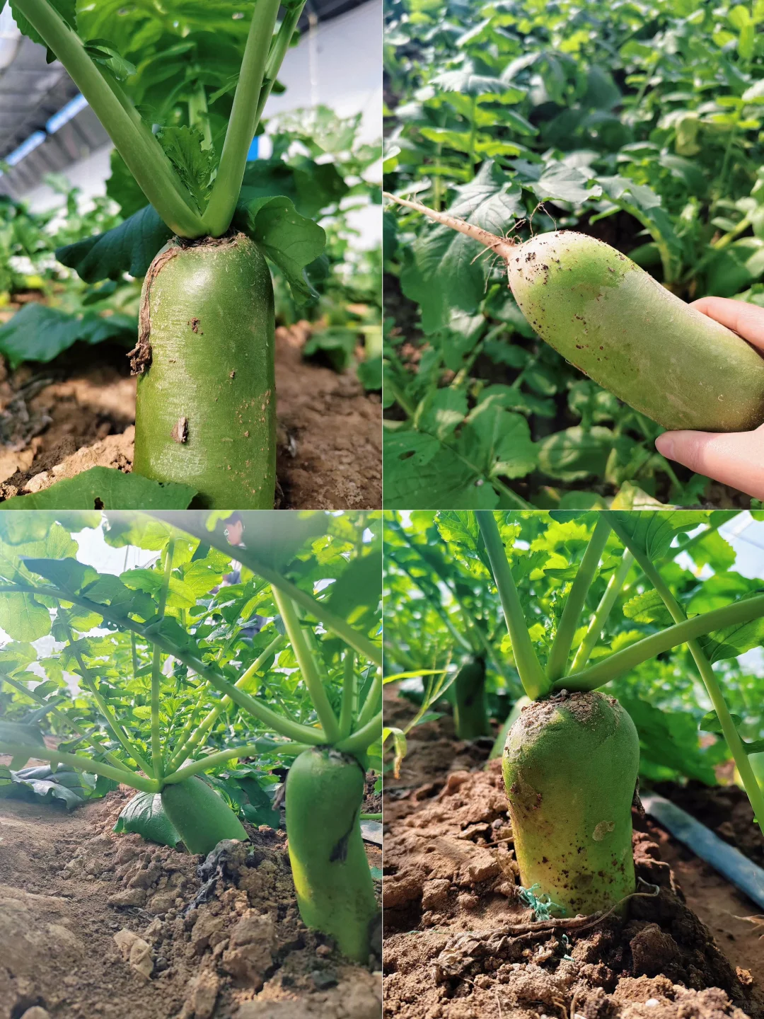 菜园子的治愈瞬间，想看你们种的菜~