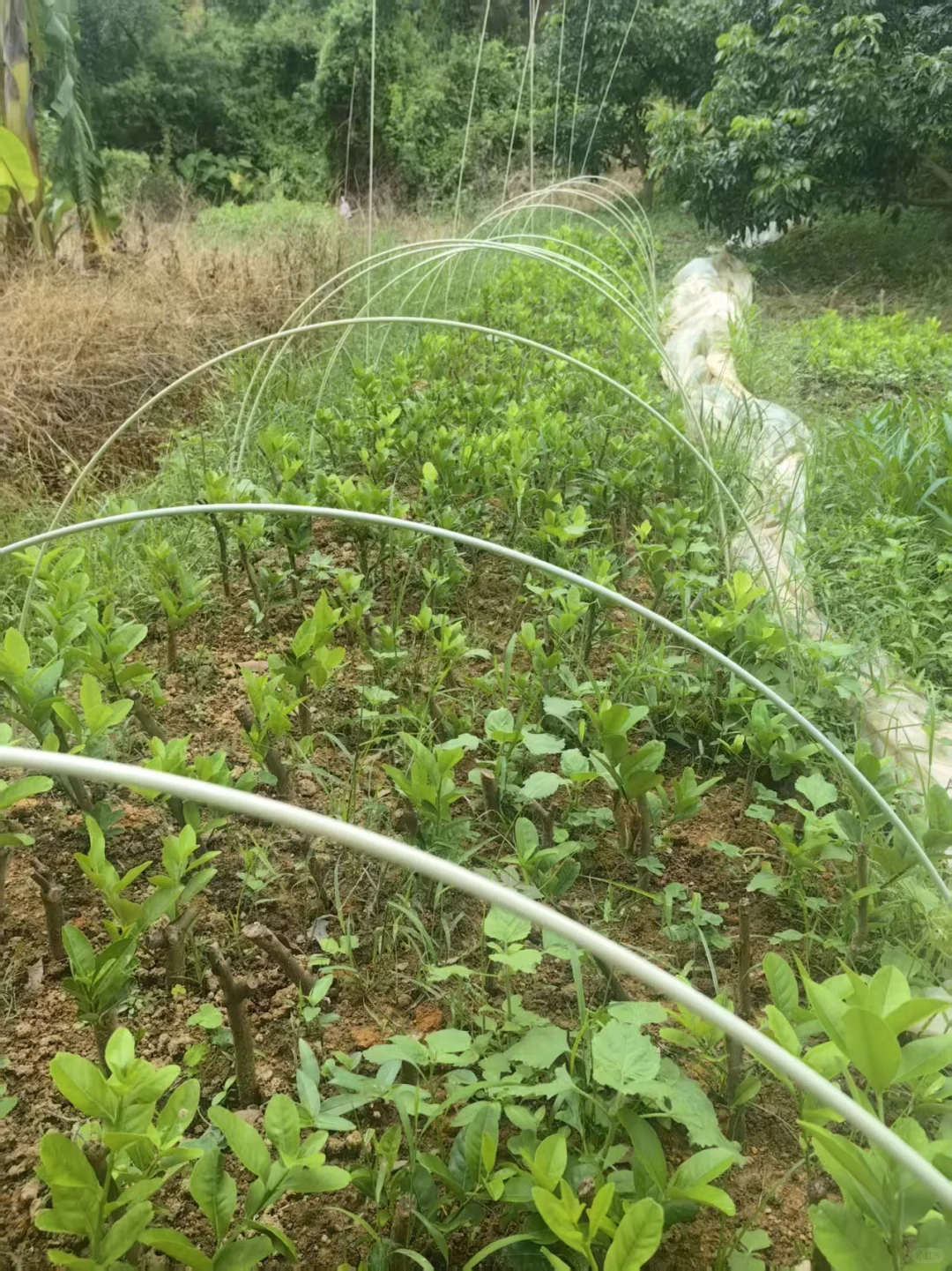 免费送都没人要的香水柠檬苗