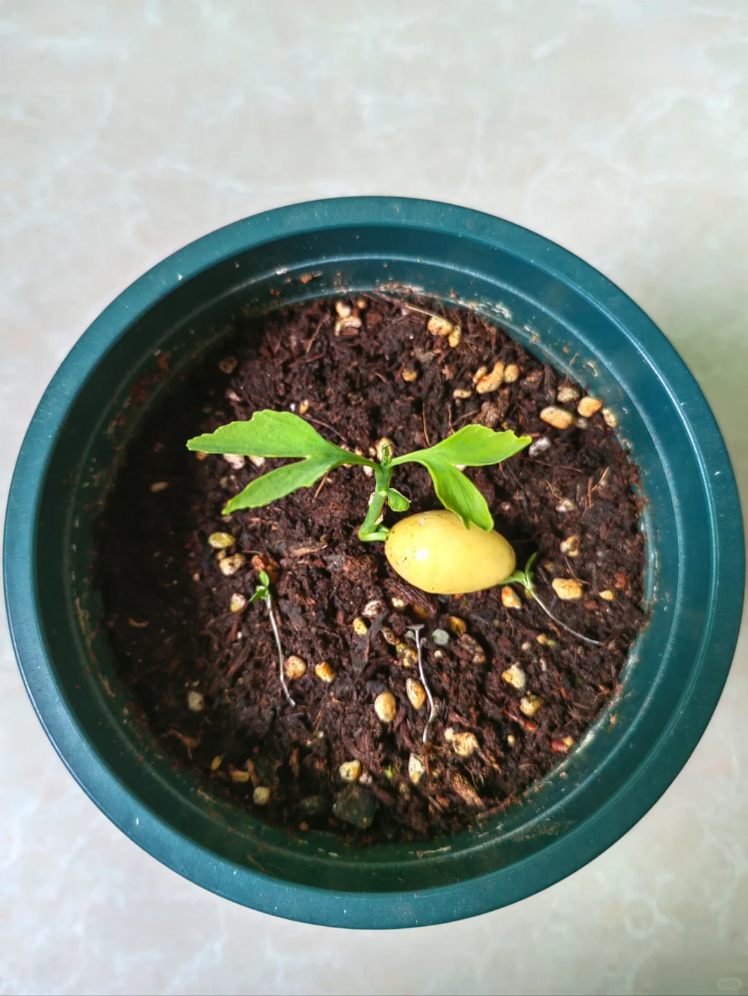 银杏种植教程｜从种子到树苗很简单?