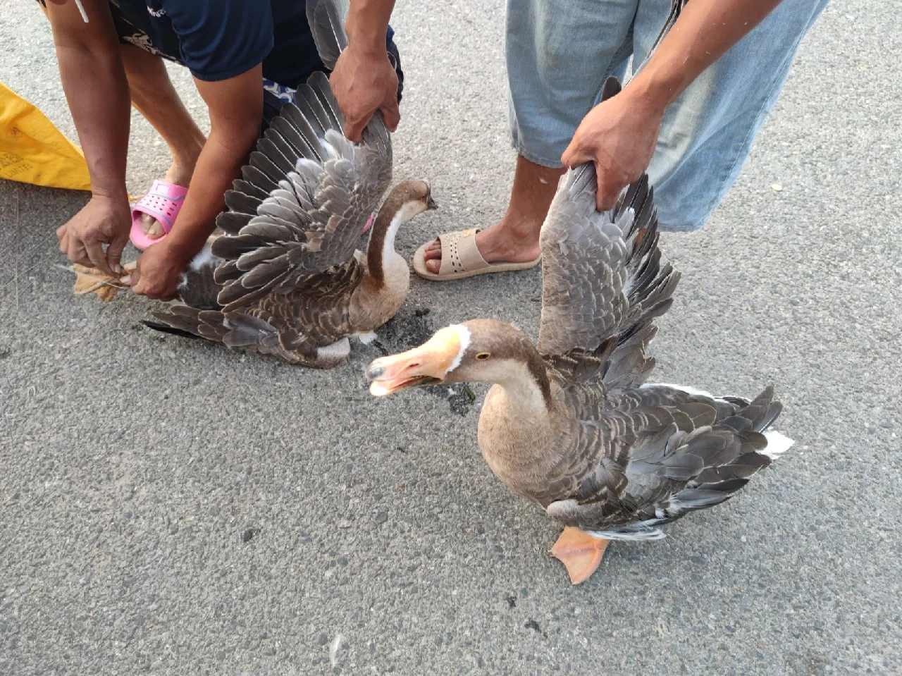 中秋节发货，猪肉，土鸡，老鹅
