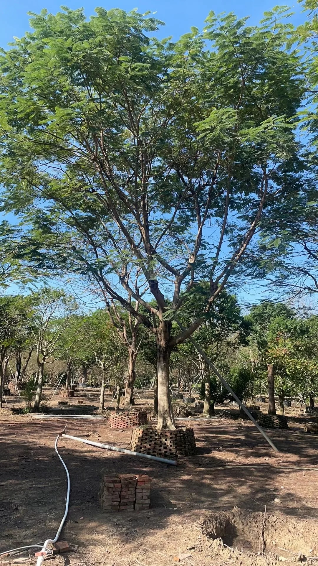 ?【中山园林树苗清仓大甩卖！捡漏速来！！！】