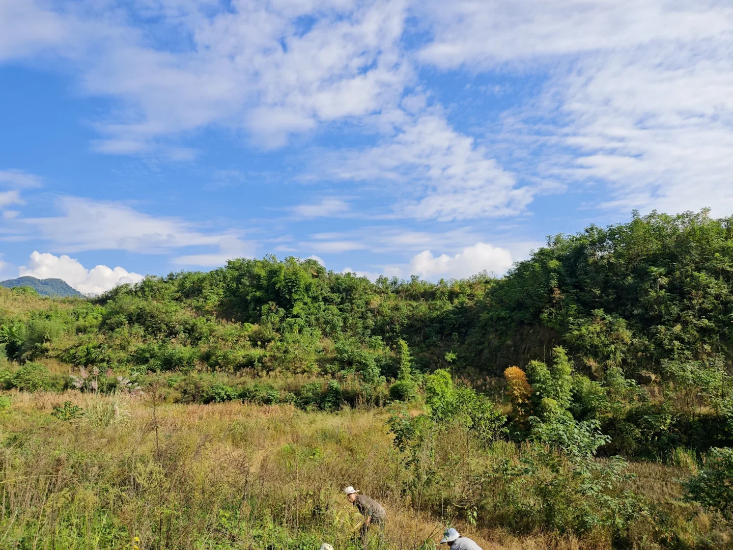 不想在大城市当牛马的我，选择回村种野地瓜