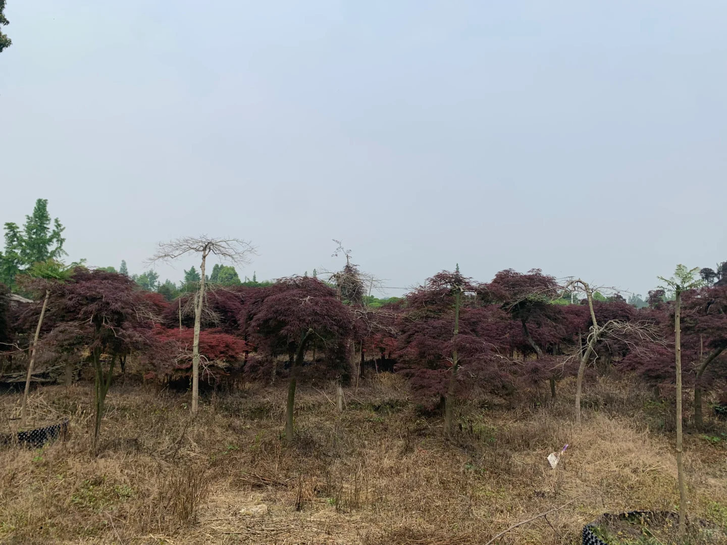 成都苗木基地 本地草花灌木批发，可施工