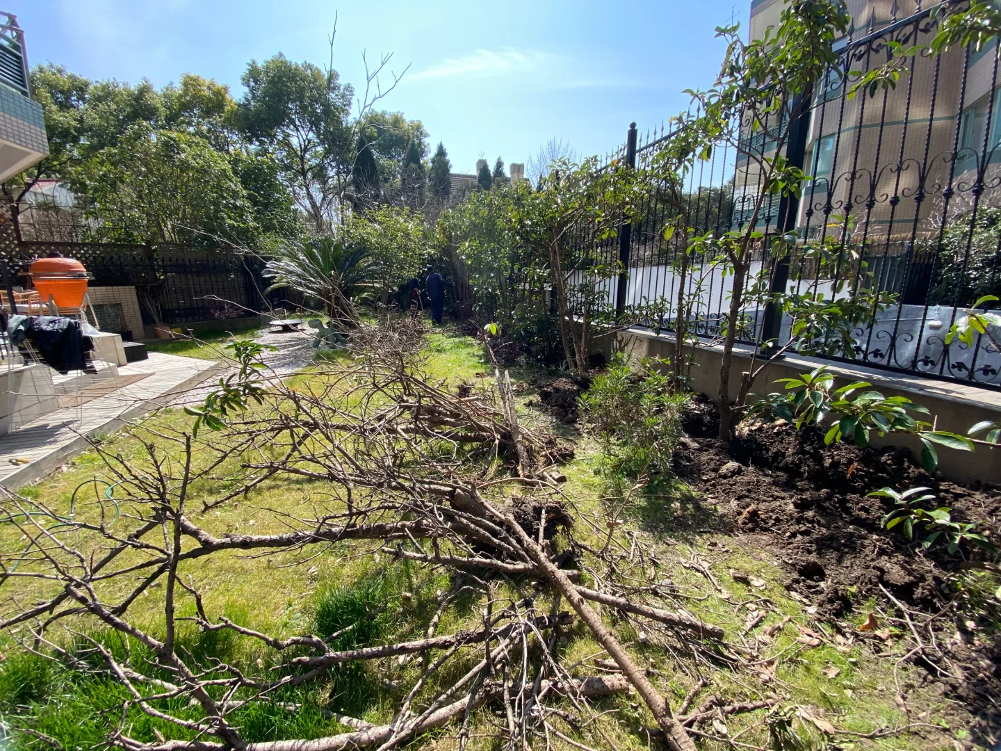 天气贼好，适合种树?
