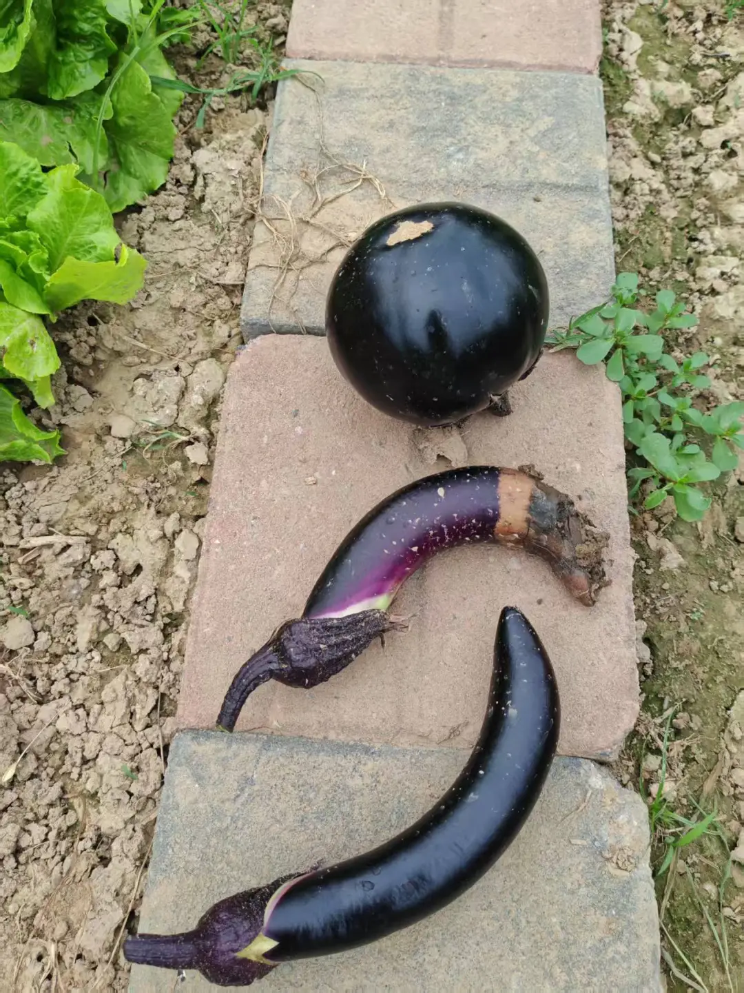 在小小的菜园里库库一顿挖