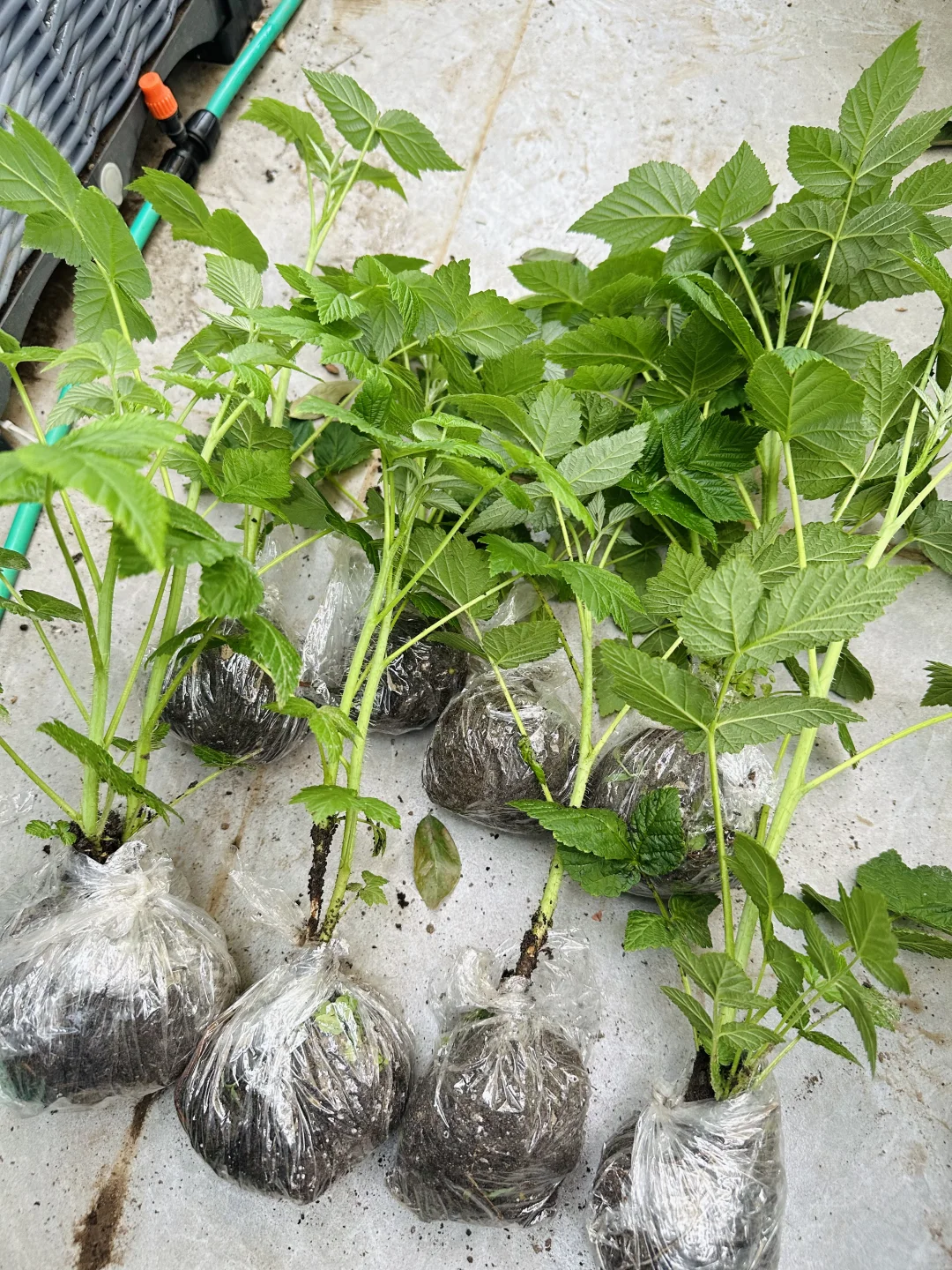 树莓苗免费送粉丝，有人要不？已更新