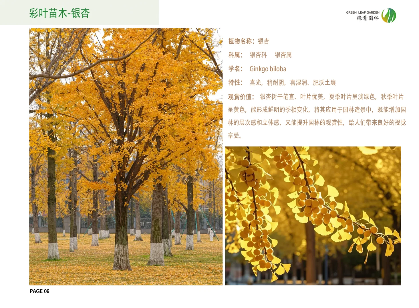 保定7000余亩大型苗木基地