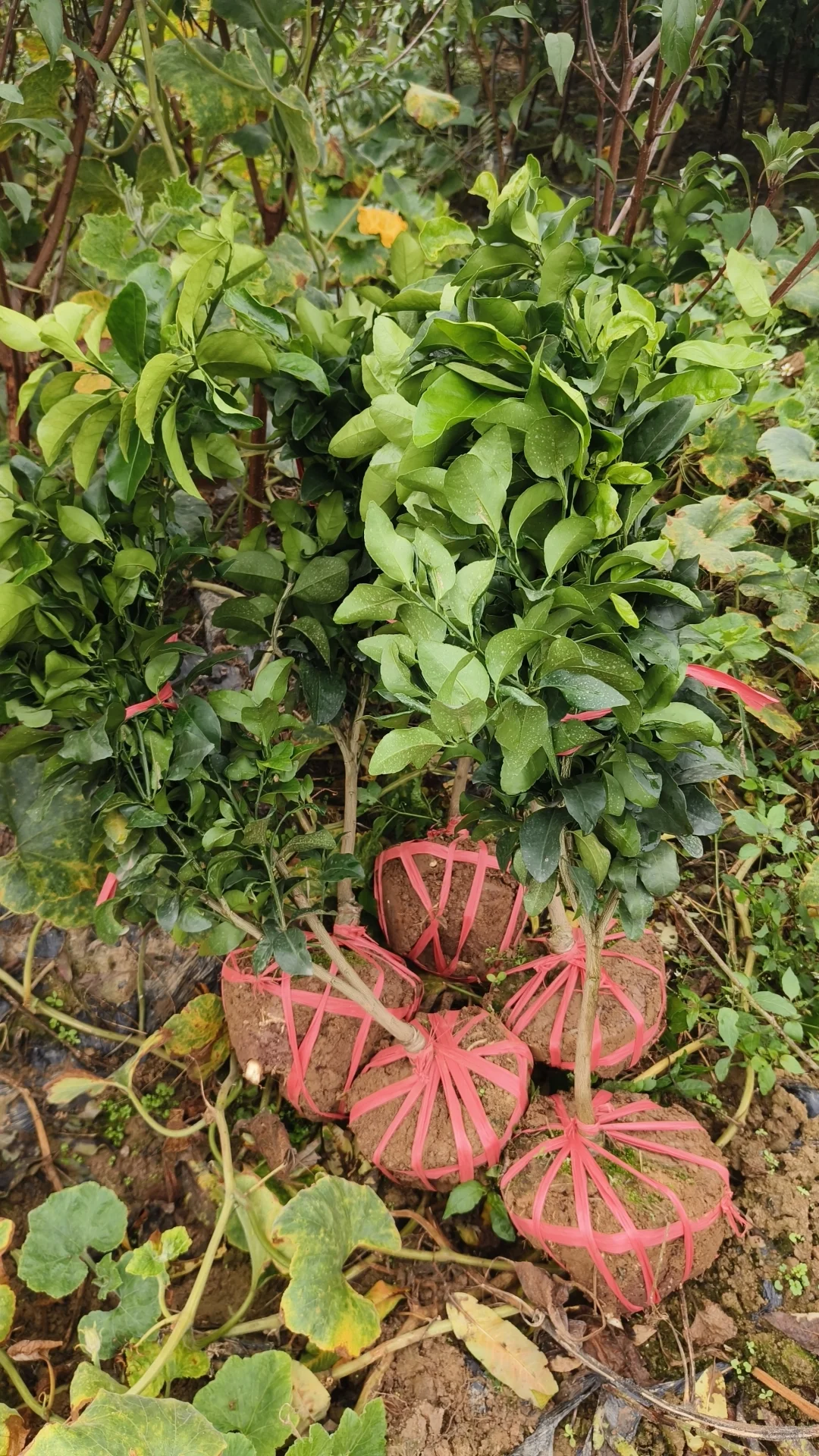 提供各种新品种果树苗总有一种适合您