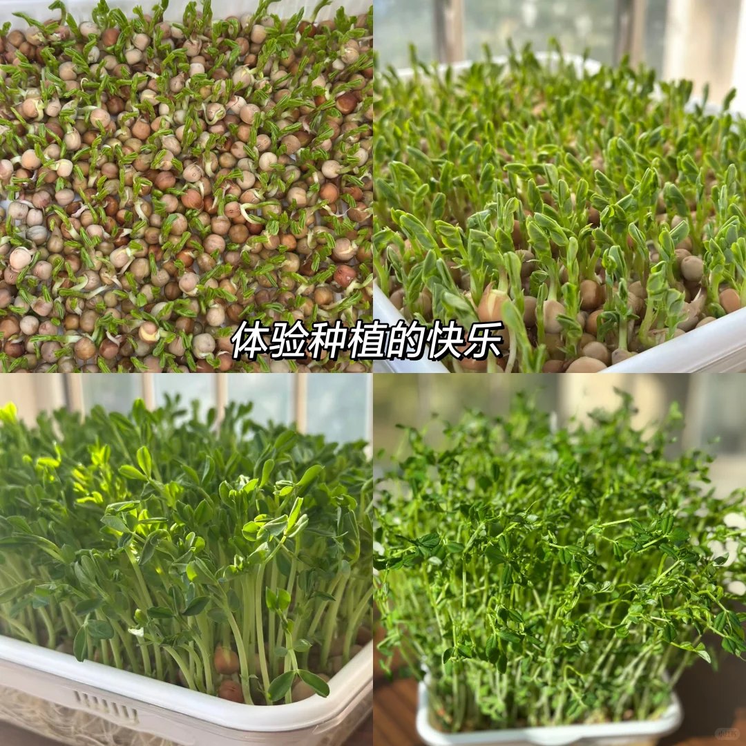 豌豆苗猪肉饺子直接封神！