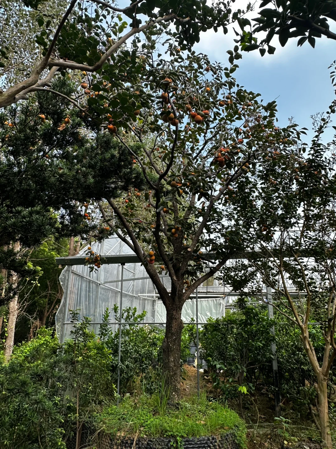 挑了一天柿子树