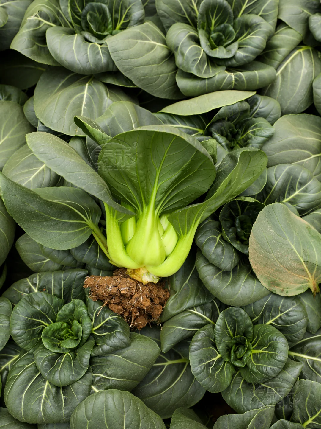 天冷也不怕，这7种绿叶菜现在种正当时！