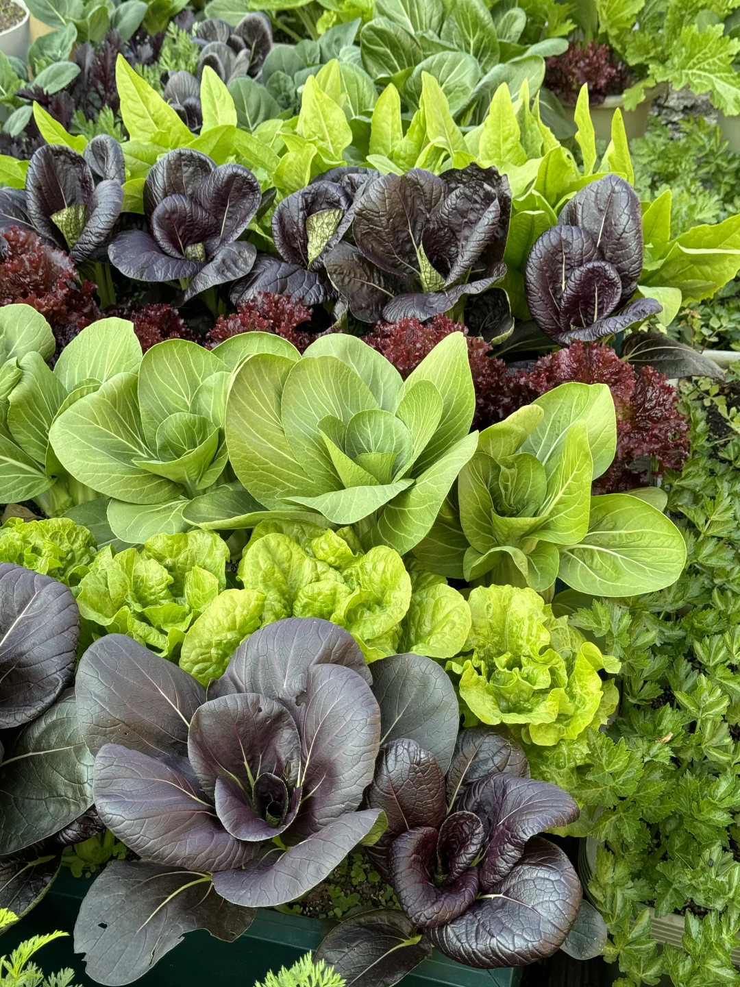 历经两个月从小菜苗到采收大家看我种的如何