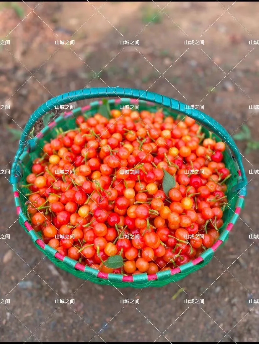 昨天发到国外5棵不同品种的小樱桃树。