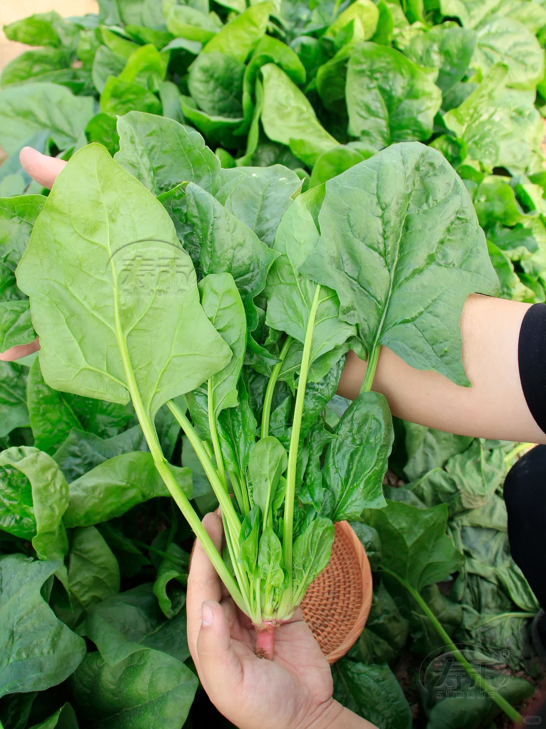 立冬过后做好这三件事，种菜丰产收获不断！