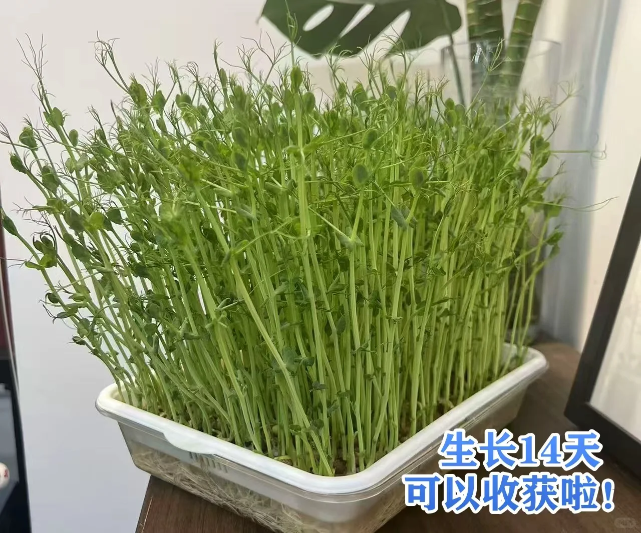 冬天，我终于实现了「蔬菜自由」！?