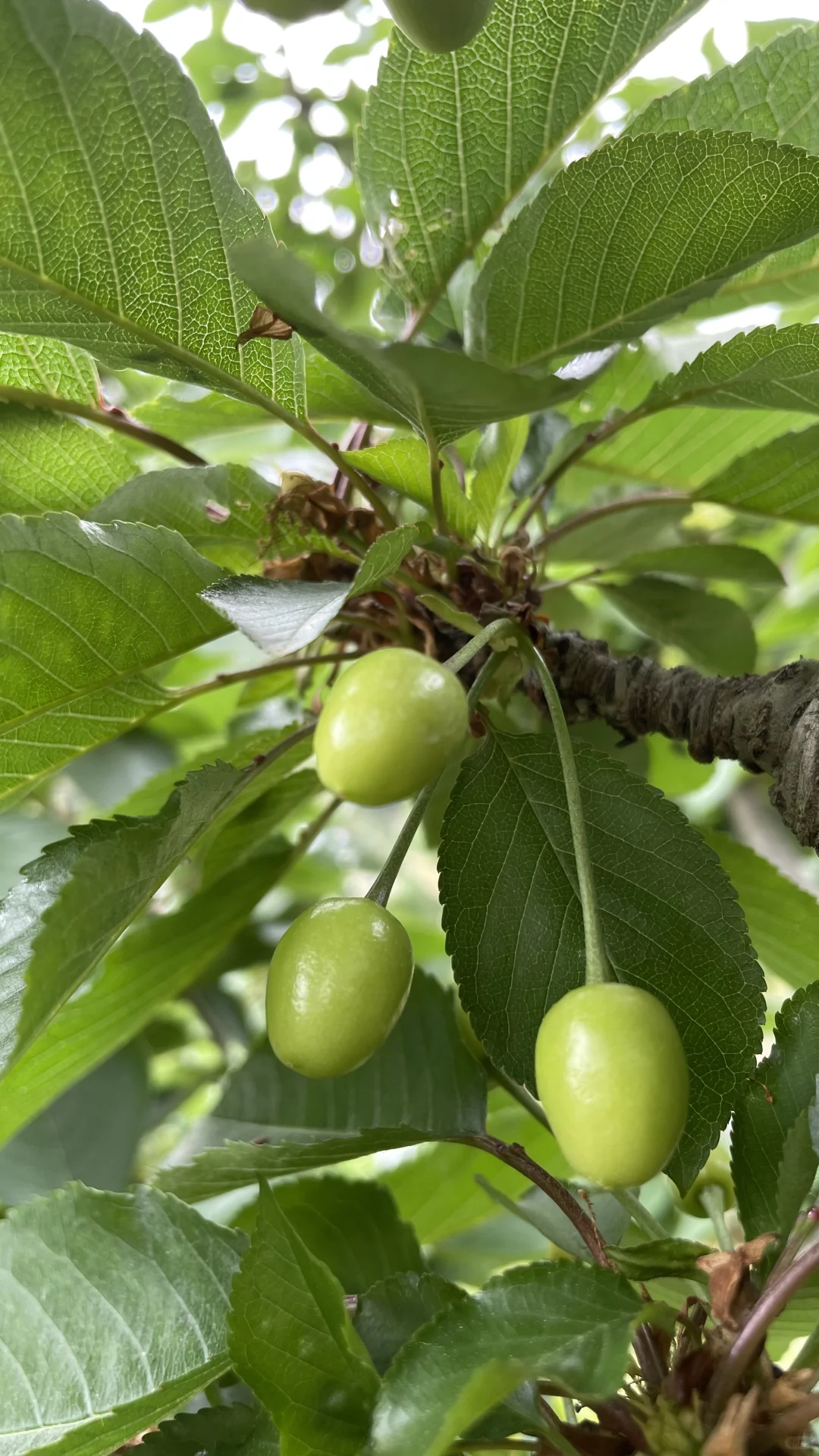 我就不理解 那些卖假车厘子树苗的良心何在