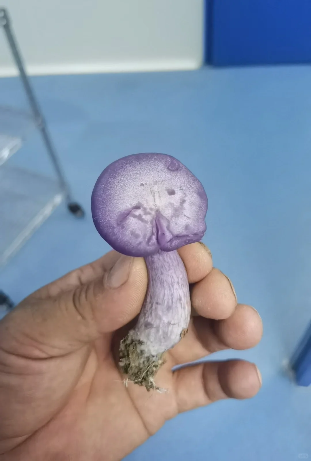 这些年种植菌类的心酸与苦辣，只有其中人懂