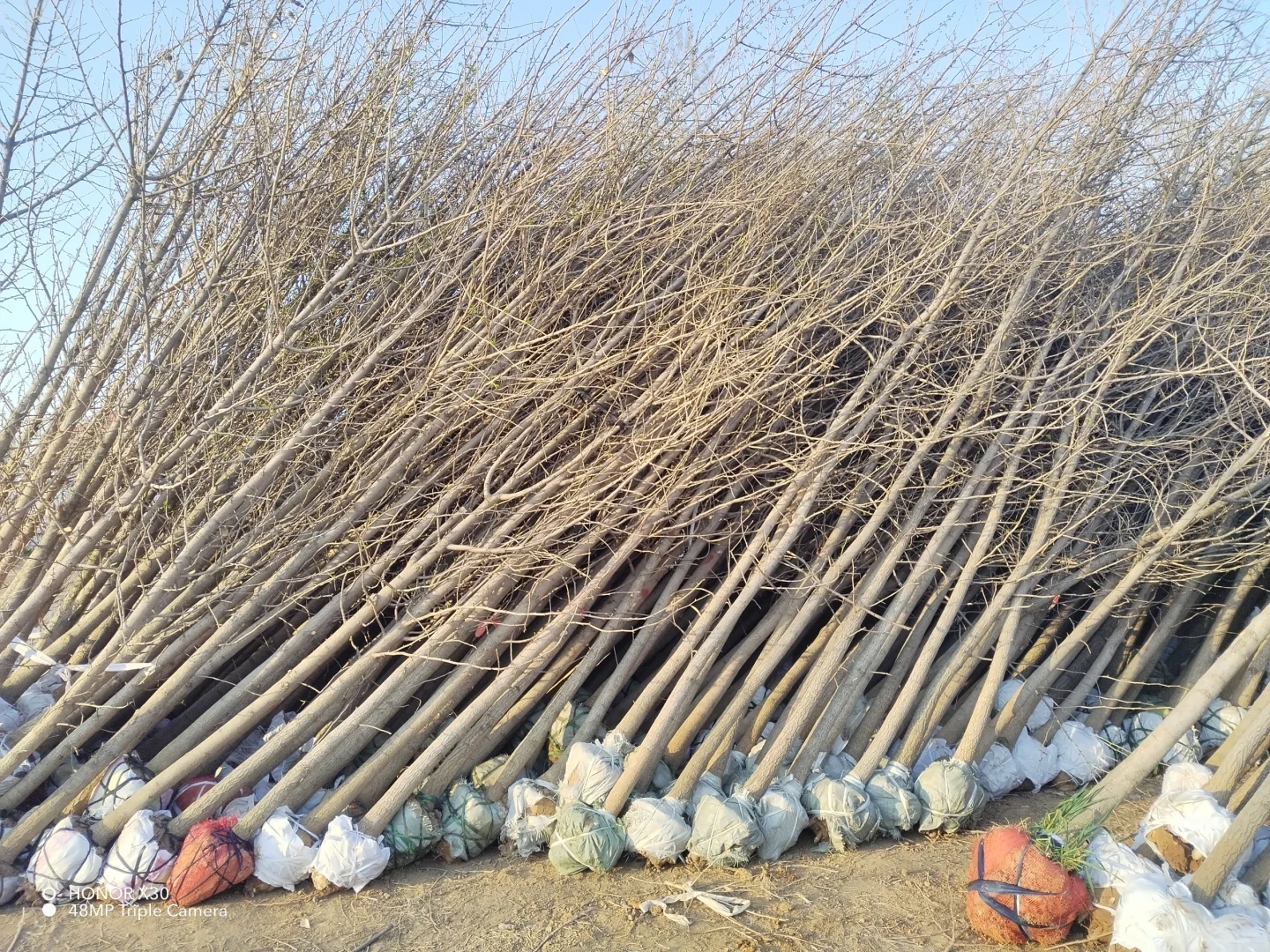 1--15公分银杏树